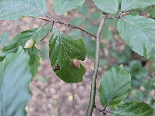 Beech Gall Midge