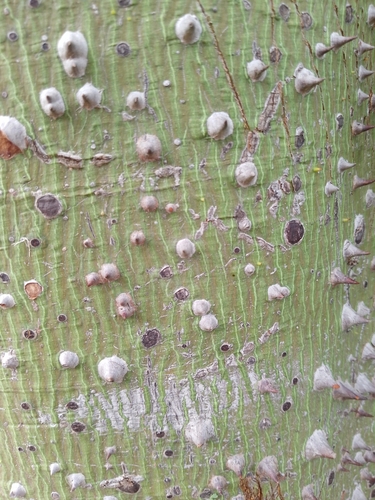 Kapok Tree