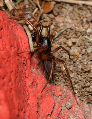 Falconina gracilis