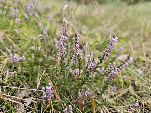 common heather
