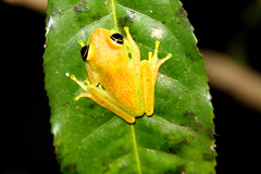 Boophis viridis