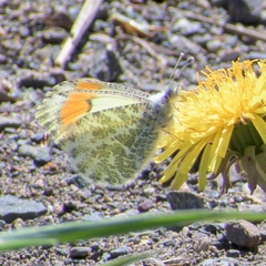 Anthocharis julia alaskensis