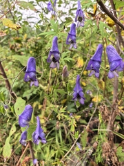 Aconitum volubile, photograph author not stated, no rights reserved