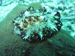 Discodoris boholiensis