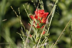 Castilleja wightii