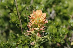 Castilleja wightii