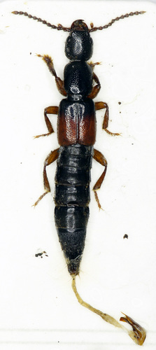 Lathrobium elongatum