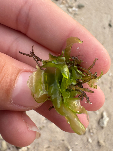 Ulva lactuca observed 2026-09-01