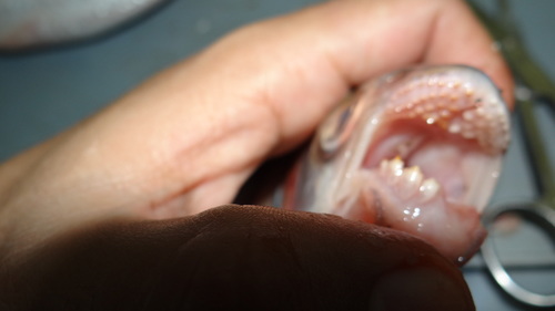 Dentex characin (Brycon dentex) — Bryconidae — 3