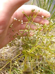 Galium obtusum
