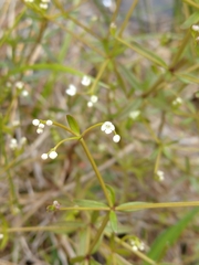 Galium obtusum
