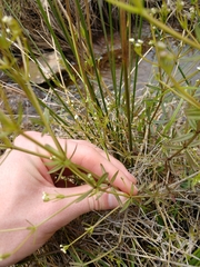 Galium obtusum