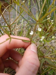 Galium obtusum