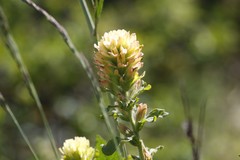 Castilleja wightii