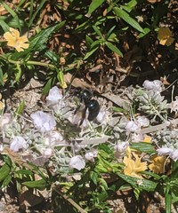 Xylocopa californica diamesa