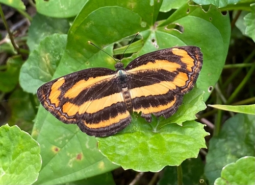 Common Lascar