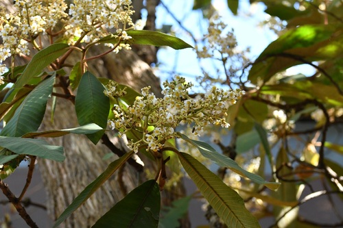Saurauia scabrida, photograph 2