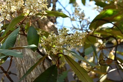 Saurauia scabrida, photograph (c) Neptalí Ramírez Marcial, some rights reserved (CC BY)