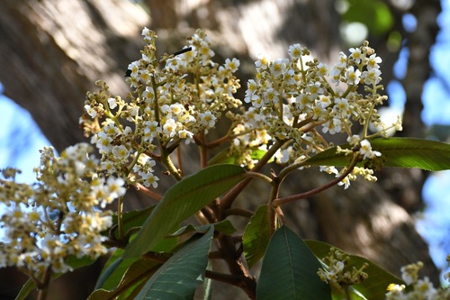 Saurauia scabrida