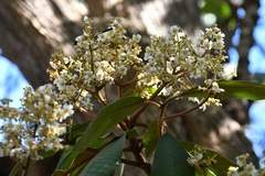 Saurauia scabrida
