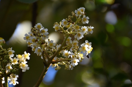 Saurauia scabrida, photograph 1