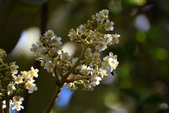 Saurauia scabrida, photograph (c) Neptalí Ramírez Marcial, some rights reserved (CC BY)