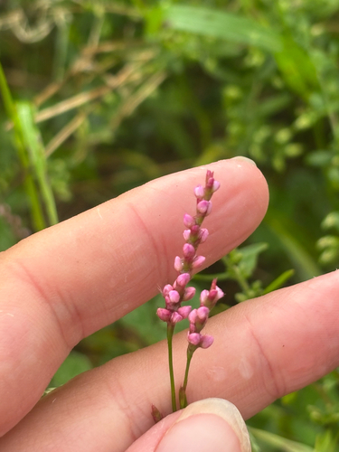 low smartweed