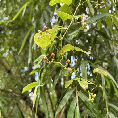 Illigera luzonensis observed 2026-09-02
