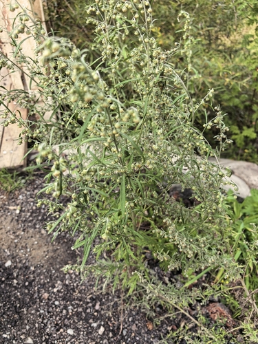 Artemisia sieversiana, photograph 5