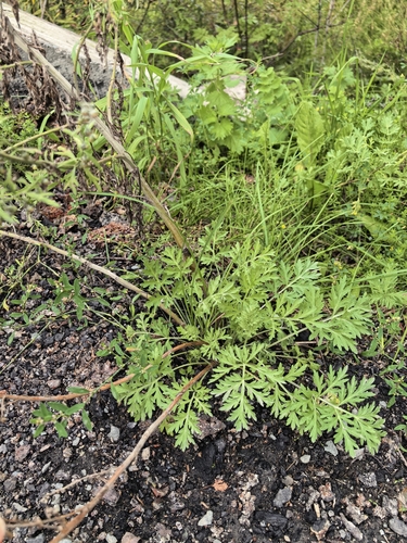 Artemisia sieversiana, photograph 6