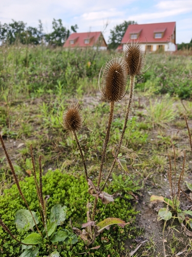 wild teasel