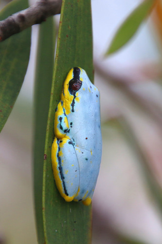 Blue-back Reed Frog