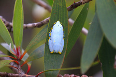 Heterixalus madagascariensis