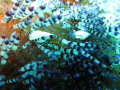 Echineulima asthenosomae