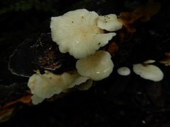 Rhizocybe albida