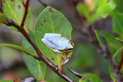 Heterixalus madagascariensis