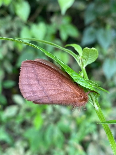 Eupterote plumipes