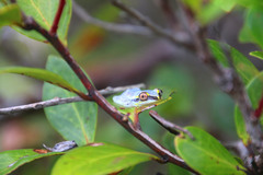Heterixalus madagascariensis
