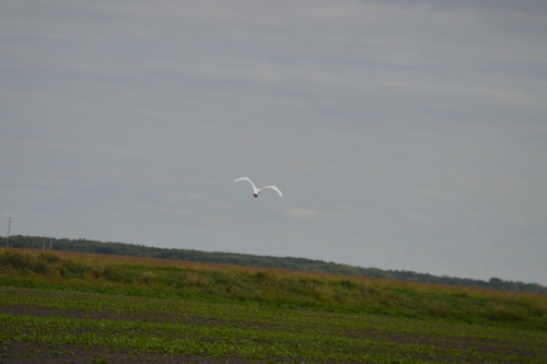 Great Egret