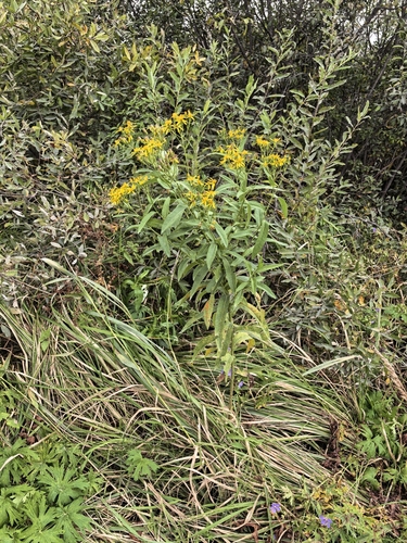 Senecio sarracenicus, photograph 1