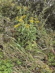 Senecio sarracenicus