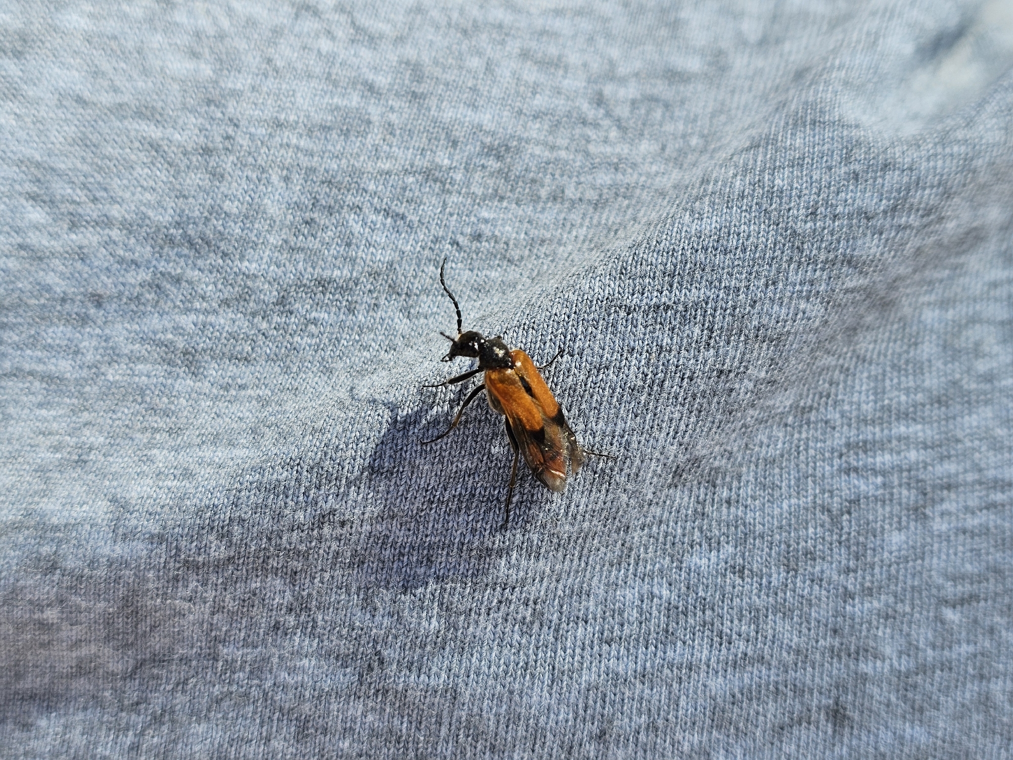 Stenoria canariensis