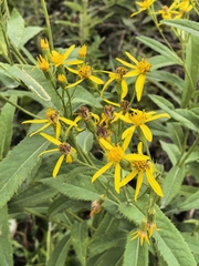 Senecio sarracenicus, photograph author not stated, no rights reserved