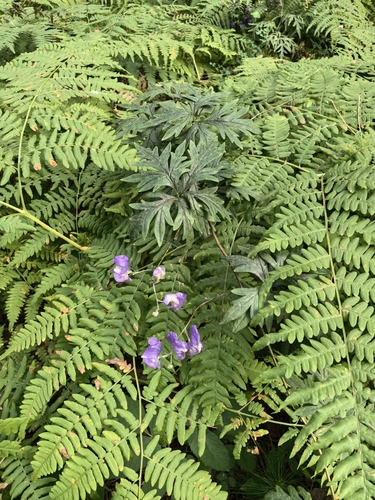 Aconitum volubile