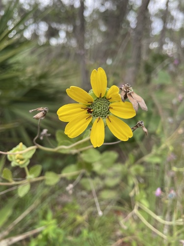 Berlandiera pumila observed 2026-09-03