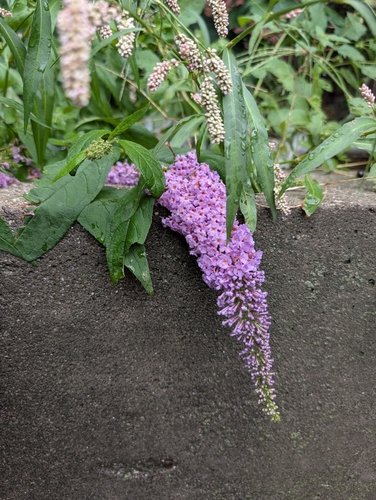 Butterfly bush