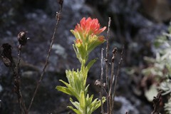 Castilleja wightii