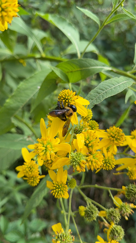 Eastern Carpenter Bee