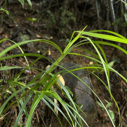Scleria scrobiculata observed 2026-09-02