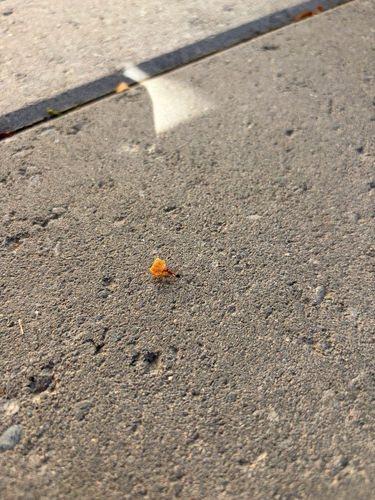 California Harvester Ant